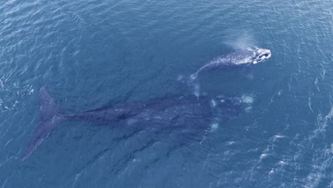 Baby-Whale-rises-to-the-surface-to-breathe-while-its-mother-remains-underwater---Aerial-shot-slowmotion