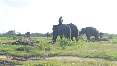 Mahout-Monta-Elefante-De-Sumatra-En-La-Distancia-En-El-Santuario-De-Elefantes,-Amplia-Cámara-Lenta