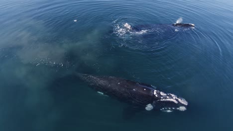 Südliche-Glattwale-Mit-Seepocken,-Die-Auf-Dem-Patagonischen-Meer-Schwimmen-Und-Wasser-Blasen