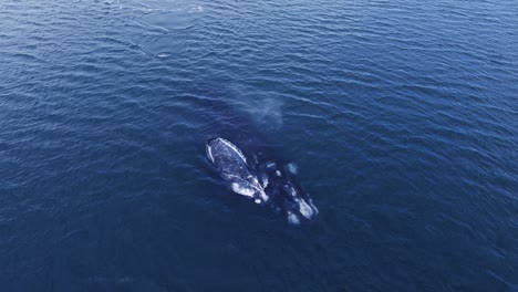 Beautiful-Pair-of-Whales-breathing-at-the-surface-blowinga-spray---Aerial-leading-shot-slowmotion
