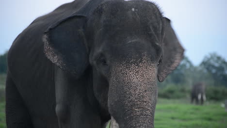 Sumatran-Elephant-with-Freckles-and-One-Tusk-Eats-Branches-and-Grass