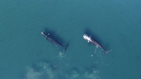Southern-Right-Whales-swimming-in-the-shallow-waters-of-Patagonian-Sea--slowmo