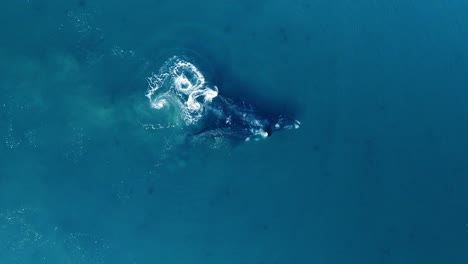 Adult-Whale-harassing-a-mother-with-calf,-southern-right-whales-in-the-wild---Aerial-top-down-view