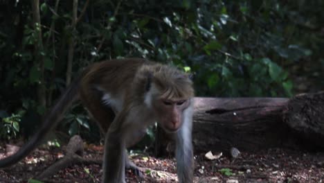 Sri-lankan-monkey-searching-for-food,-picking-seeds-in-the-green-forest-ground