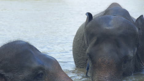Dos-Amigos-Elefantes-De-Sumatra-Se-Bañan-Juntos-En-El-Agua