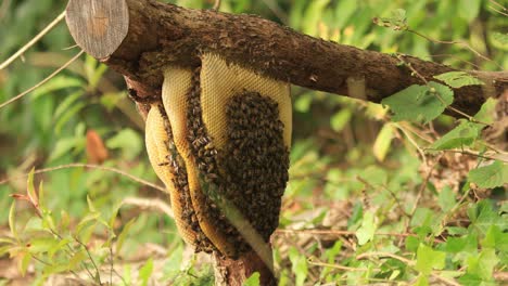 Wabe,-Die-An-Einem-Ast-Hängt,-Mit-Einer-Kolonie-Wilder-Apis-Mellifera-Carnica-Oder-Europäischer-Honigbienen-Mit-Exemplaren,-Die-Aus-Dem-Bienenstock-Kommen-Und-Gehen