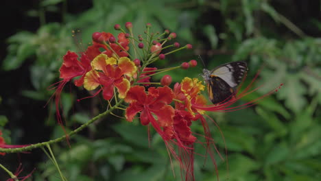 Slow-motion-clip-of-butterfly-feeding-on-nectar-of-vibrant-tropical-flower