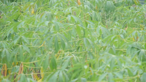 Bambusbäume-Und-Blätter-Weite-Vor-Dem-Regenwalddschungel