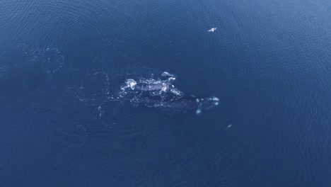 Möwen-Fliegen-über-Die-Familie-Der-Südlichen-Glattwale-Und-Spielen-Mit-Einem-Seelöwen-Im-Patagonischen-Meer
