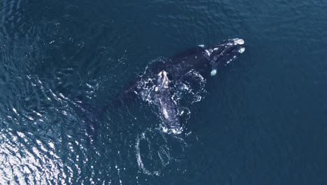 Whales-resting-on-the-surface-mother-breathe-and-baby-turns-around---Aerial-top-down-view