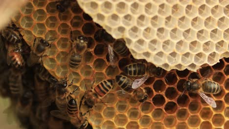 Bees-in-closeup-between-layers-of-natural-honeycomb-with-a-colony-of-wild-Apis-Mellifera-Carnica-or-Western-Honey-Bees-moving-around-in-the-hive