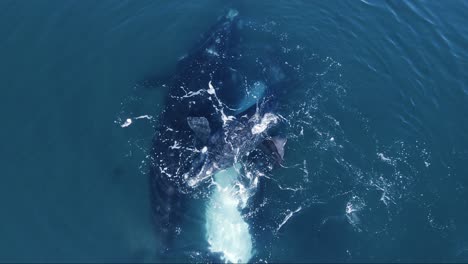 Familie-Südlicher-Glattwale,-Die-Im-Patagonischen-Meer-Spielen-–-Zeitlupe-Oben