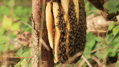 Schichten-Von-Waben,-Die-An-Einem-Ast-Hängen,-Mit-Einer-Kolonie-Wilder-Apis-Mellifera-Carnica-Oder-Westlicher-Honigbienen-Mit-Exemplaren,-Die-Aus-Dem-Bienenstock-Kommen-Und-Gehen