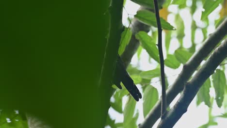 Dunkler-Breitschnabel,-Corydon-Sumatranus