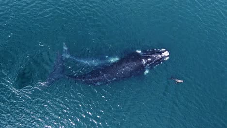 Familie-Wunderschöner-Südlicher-Glattwale,-Die-Mit-Einem-Seelöwen-Im-Patagonischen-Meer-Spielen-–-Draufsicht