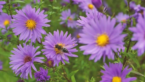 Many-purple-asters-Symphyotrichum-or-New-England-aster-swaying-in-low-breeze,-large-fly-on-flower