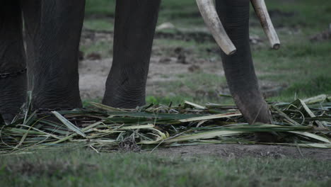 Elefante-De-Sumatra-Usa-Tronco-Para-Comer-Ramas-De-Bambú,-Cámara-Lenta-De-Cerca