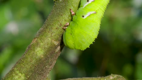 A-caterpillar-in-a-tomato-plant