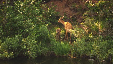 Mother-roe-deer-grooming-baby-spotted-fawn-and-joining-second-fawn-behind-bush