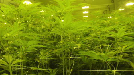 Indoor-Marijuana-Cannabis-Plants-Grow-house,-Tall-pot-leafs-under-grow-house-lights-for-medical-treatment,-Panning-shot