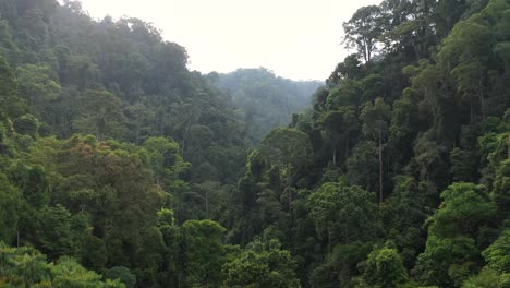 Aerial-shot-pedestal-up-from-trees-to-view-of-rainforest-in-Gunung-Leuser-National-Park,-the-Tropical-Rainforest-Heritage-of-Sumatra,-Indonesia