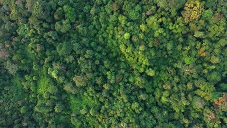 Cinematic-aerial-view-of-lush-forestry-landscape-in-Gunung-Leuser-National-Park,-the-Tropical-Rainforest-Heritage-of-Sumatra,-Indonesia