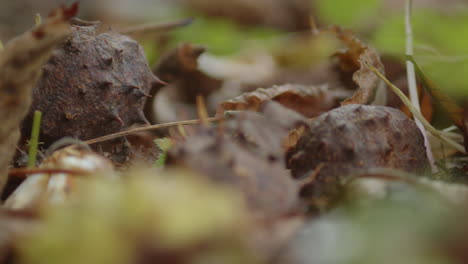 Fallen-chestnuts-on-leafy-ground-in-autumn,-macro
