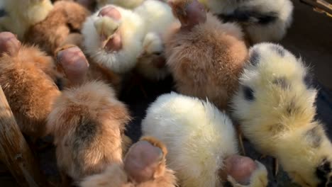 Detail-of-small-chicken-chicks