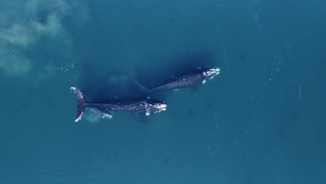 Whales-Family-Migrating-together-swimming-peacefully---Aerial-top-down-view-Slowmotion