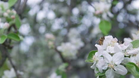 A-bee-pollinating-an-Apple-tree-slider-shot