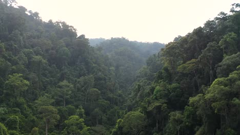 Aerial-shot-pedestal-up-to-view-of-rainforest-in-Gunung-Leuser-National-Park,-the-Tropical-Rainforest-Heritage-of-Sumatra,-Indonesia