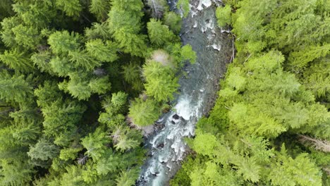 Birds-Eye-Top-Down-View-of-Natural-Winding-River-in-Green-Forest