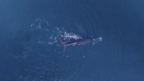 Familie-Südlicher-Glattwale,-Die-Wasser-Blasen,-Während-Sie-Mit-Einem-Seelöwen-Im-Patagonischen-Meer-In-Argentinien-Spielen
