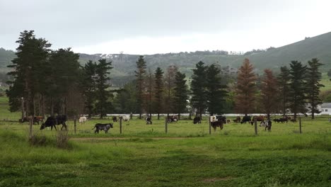Herd-of-cow-cattle-standing-grazing-in-Vergelegen-Wine-Farm-overcast-meadow