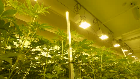 Indoor-Marijuana-Cannabis-Grow-house,-tall-Pot-leafs-under-grow-house-lights-for-medical-treatment