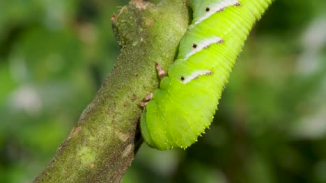 A-caterpillar-in-a-tomato-plant