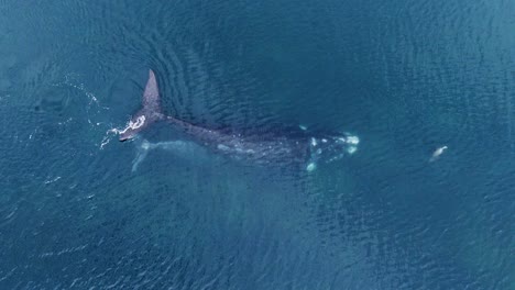 Southern-Right-Whale-playing-with-a-Sea-Lion-in-the-Patagonian-Sea--aerial-slowmo