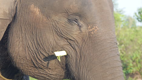 Sumatra-Elefant-Isst-Gerne-Äste-Zum-Mittagessen,-Kauen-In-Zeitlupe,-Nahaufnahme