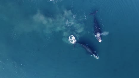 Southern-Right-Whales-Family-Swimming-Peacefully-on-the-Calm-Sea---Aerial-top-down-view-slow-motion