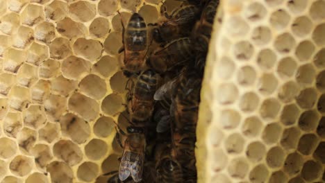Bienen,-Die-Zwischen-Schichten-Einer-Wabe-Arbeiten,-Teil-Einer-Kolonie-Wilder-Apis-Mellifera-Carnica-Oder-Westlicher-Honigbiene