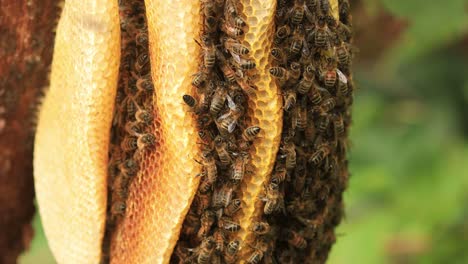 Colony-of-wild-Apis-Mellifera-Carnica-or-Western-Honey-Bees-coming-and-going-from-a-layered-honeycomb-hive-macro-closeup-of-insects-in-natural-surrounding