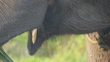 Sumatra-Elefant,-Der-Zweige-Zum-Mittagessen-Isst,-Kauen-In-Zeitlupe,-Schwenk-über-Den-Vollen-Rüssel