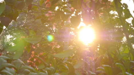 Sun-Flares-Through-Sumatran-Rainforest-Jungle-Tree-Branches,-Pink-Flowers,-Slow-Motion