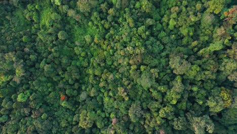 Aerial-view-above-lush-forestry-landscape-in-Gunung-Leuser-National-Park,-the-Tropical-Rainforest-Heritage-of-Sumatra,-Indonesia