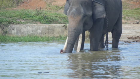 Elefante-A-Partir-De-La-Hora-Del-Baño,-Con-Cadenas,-Sumatra-Indonesia