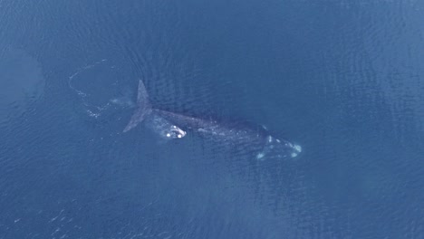 Mother-and-Calf-of-southern-right-whales-swimming-together-and-breathing-at-the-calm-surface---Aerial