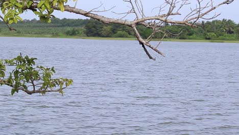 Calm-and-breezy-bright-morining-in-the-lake-shore,-Crow-in-the-tree-flying-away-switching-branches,-panning-upwards-vedio-clip-near-Pahala-Andara-Wewa-in-Hambantota,-Sri-Lanka