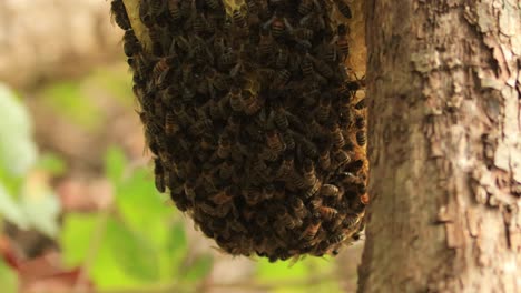 Bottom-part-of-a-honeycomb-with-a-colony-of-wild-Apis-Mellifera-Carnica-or-European-Honey-Bees-with-specimen-coming-and-going-from-the-hive-in-a-natural-surrounding