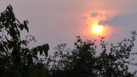 Vogel-Fliegt-über-Einen-Wunderschönen-Sonnenuntergang-Im-Sumatra-Regenwald,-über-Den-Dschungelbäumen