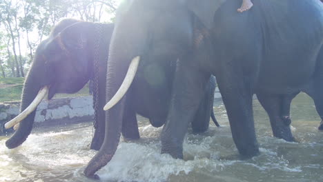 Dos-Elefantes-De-Sumatra-Emergen-Del-Agua,-Unidos-Por-Una-Cadena,-Cámara-Lenta,-Llamarada-Solar